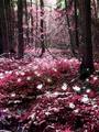 Fairy Forest - photography photo