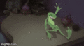 Frog - random photo