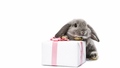 bunny-rabbits - Gift wallpaper