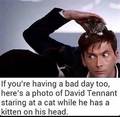 Kittens!!!! - doctor-who photo
