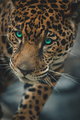 Leopard  - animals photo