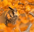 Owl  - animals photo