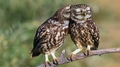 Owls  - animals photo