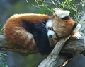 Red Pandas - red-pandas photo
