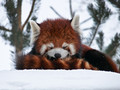 Red Pandas - red-pandas photo