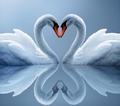 Swans  - animals photo