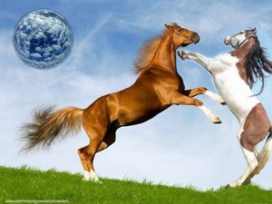  horsefight1 horses 1497442