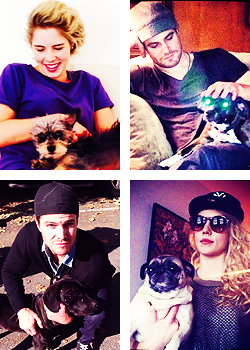 Parallels Stemily + chiens