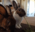 Bunnies - random photo