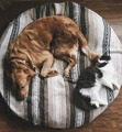 Cat and Dog  - animals photo