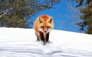 狐, フォックス