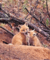 Foxes - animals photo
