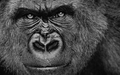 Gorilla - animals photo