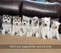 Puppies - random photo
