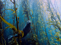 Seal - animals photo