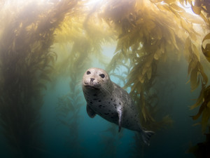 zeehond, seal