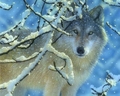 Wolf - animals photo