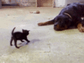 small Brave Kitten Stands Up to Dog - random photo