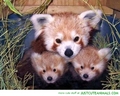 A red panda family - red-pandas photo