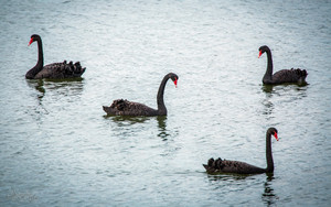  Black swans Tasmania