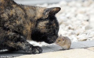  Cat and ratón