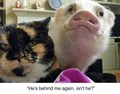 Cat and Pig - random photo