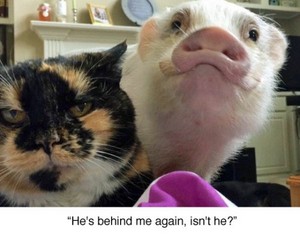  Cat and Pig