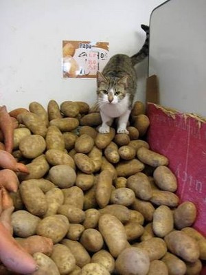  Cat on potatoes.