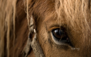  Close up of horse eye