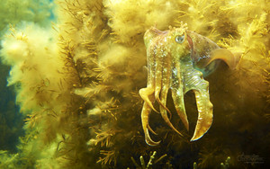  Cuttlefish Whyalla South australia