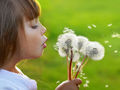 Dandelions - beautiful-pictures photo