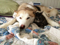 Dog and Cat - dogs photo