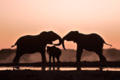 Elephants - animals photo