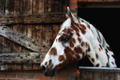Horse - animals photo