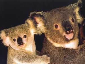  Koala With Baby