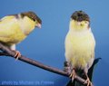 Lee and Guy as canaries! - naruto photo