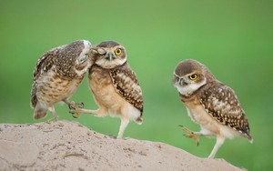  Owls