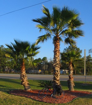  Palm trees