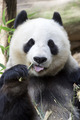 Panda - animals photo