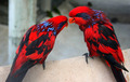 Parrots - animals photo