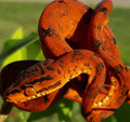 Snake - animals photo