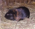 guinea pig  - guinea-pigs photo
