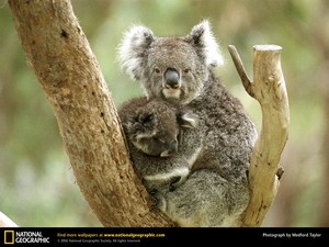  koala mother and baby