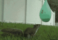squirrel pops water balloon gif - random photo