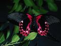 butterflies - Butterfly wallpaper