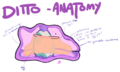 Ditto Anatomy - pokemon fan art