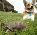 Dog and Turtle - random photo