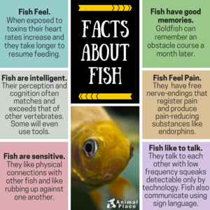 Facts About Fish