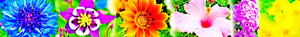 Flowers - smile19 Fanpop Spot Look