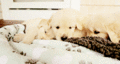 Golden Retrivers - dogs photo